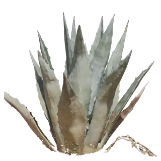 Agave Americana