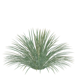 Twin-flowered Agave
