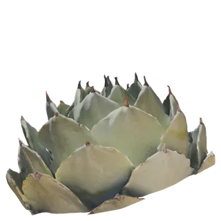 Artichoke Agave