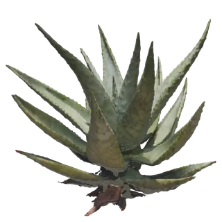 Aloe Ferox