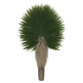 Beaked Yucca