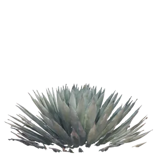 Black Tip Agave
