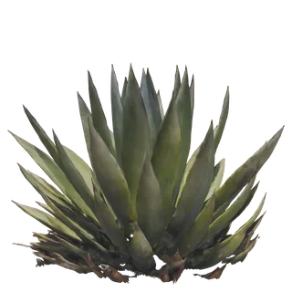 Blue Glow Agave
