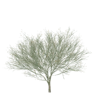Blue Palo Verde