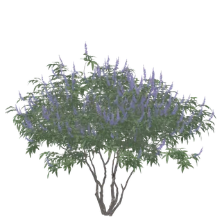 Chaste Tree