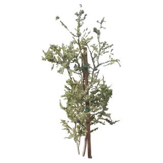 Desert Ironwood