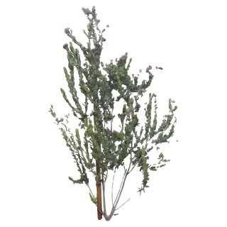 Desert Willow