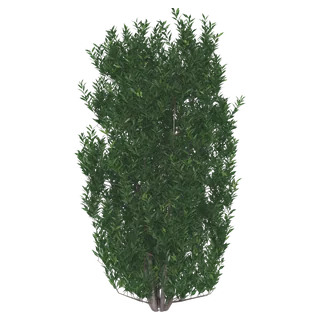 Green Hopseed