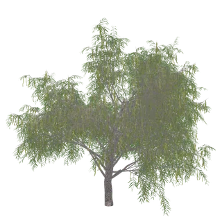 Honey Mesquite