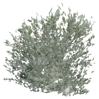 Jojoba