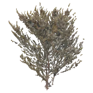 Leatherleaf Acacia