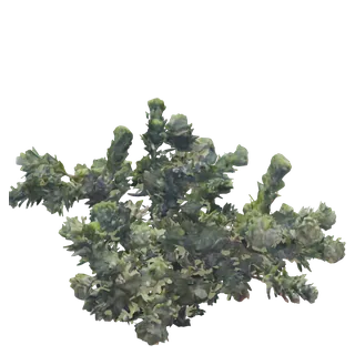 Little John Bottlebrush