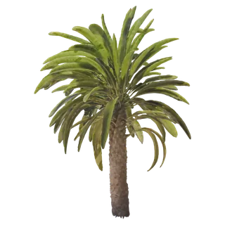 Madagascar Palm