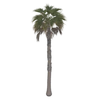 Mexican Fan Palm
