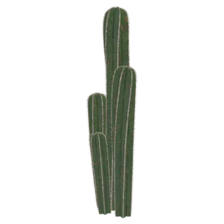 Mexican Fence Post