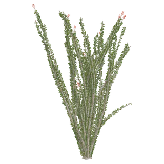 Ocotillo