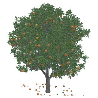 Orange Tree
