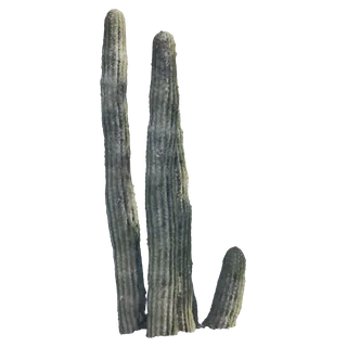 Organ Pipe