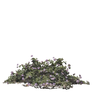 Purple Lantana