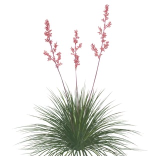 Red Yucca