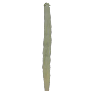 Saguaro