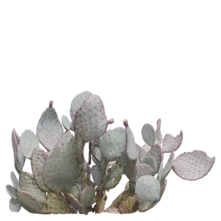 Santa Rita Prickly Pear