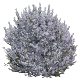 Texas Sage