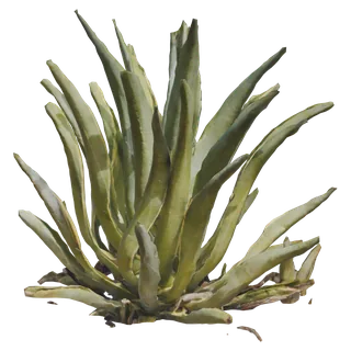 Tropical Agave